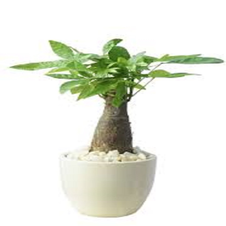 Chậu cây kim ngân củ tròn-mang lại tài lộc không ngừng cho gia chủ