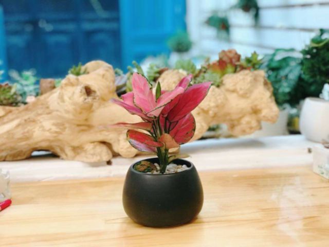 Cây vạn lộc để bàn (chậu hạt dẻ ) -cam kết hàng đúng mô tả, chất lượng đảm bảo an toàn đến sức khỏe người sử dụng