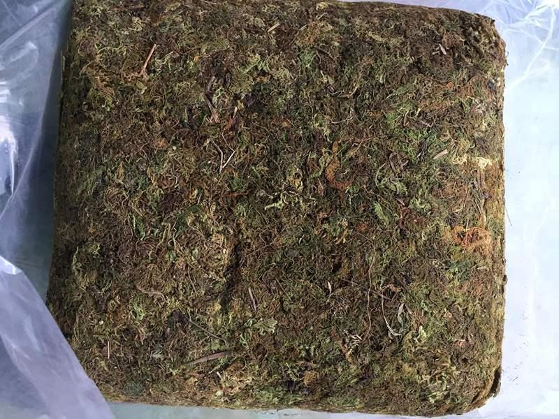 [HCM]Gói 1kg rêu rừng sạch - giá thể trồng lan