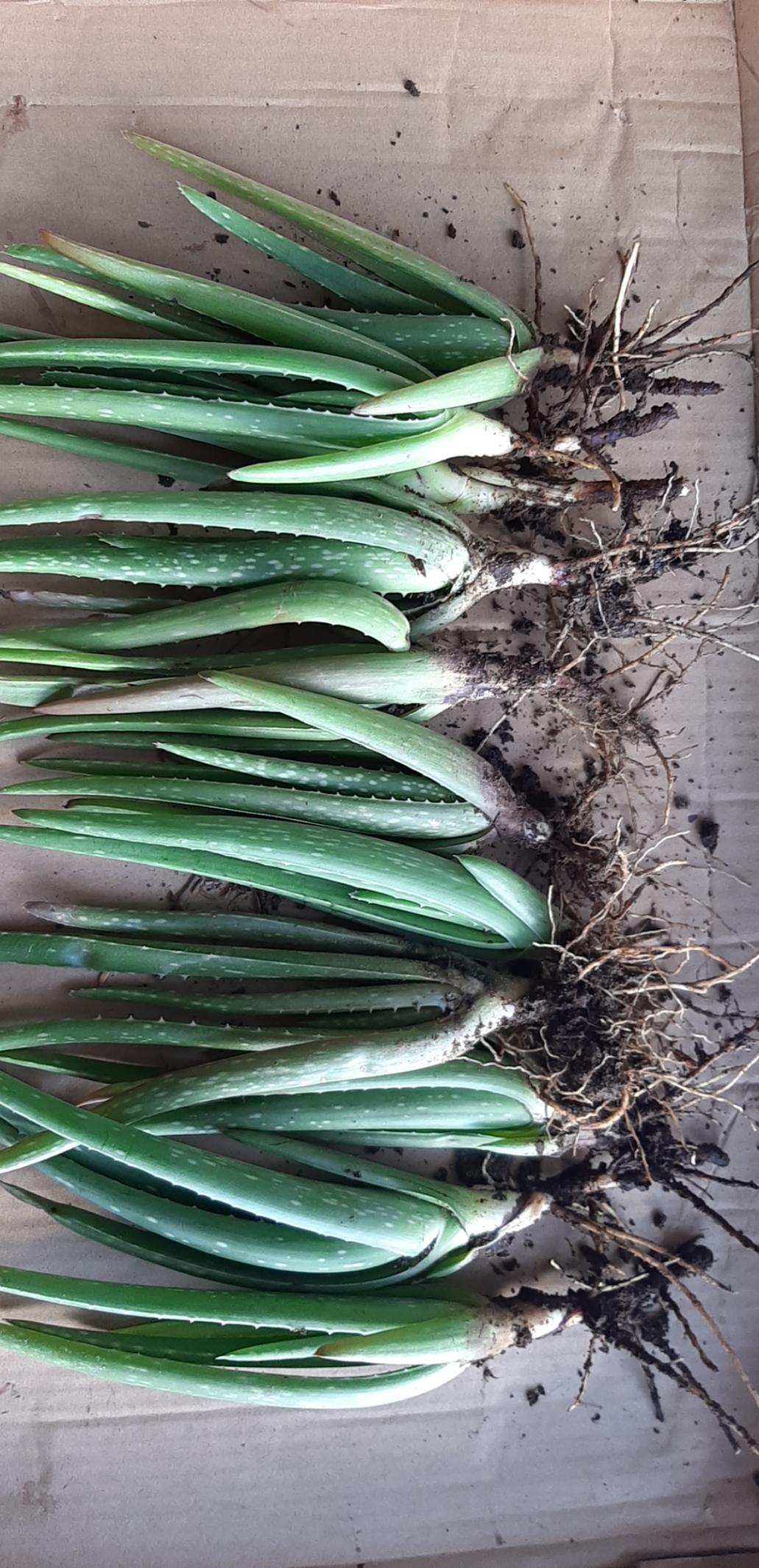 11 cây nha đam mỹ loại 20cm-30cm