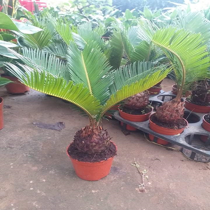 Cây vạn tuế - Cây gửi đi y hình.