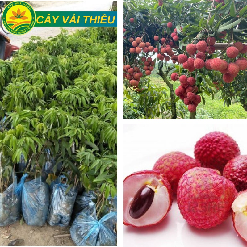 Cây Vải Thiều Lục Ngạn giống siêu quả cho năng suất cao