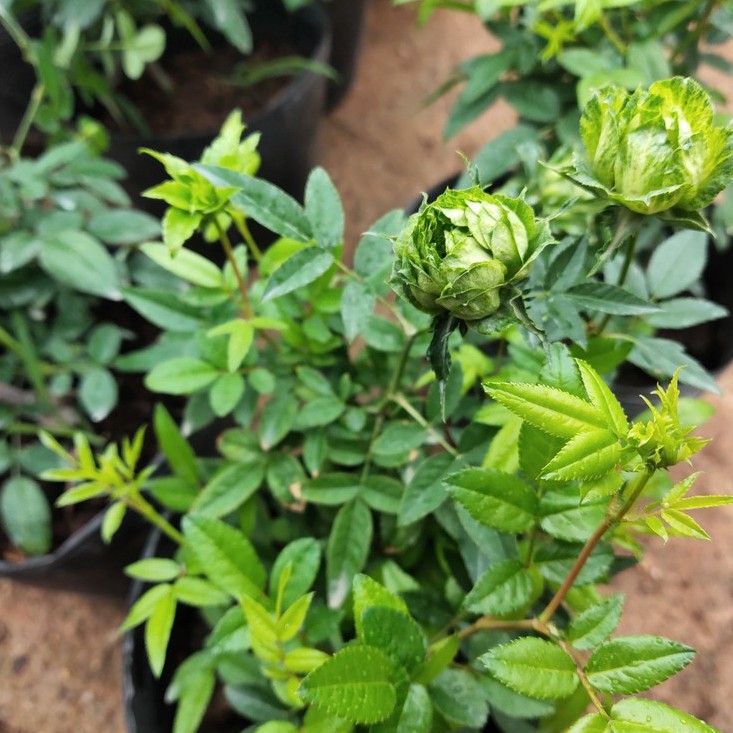 Combo 2 Cây hoa hồng xanh lá cây Jane Green