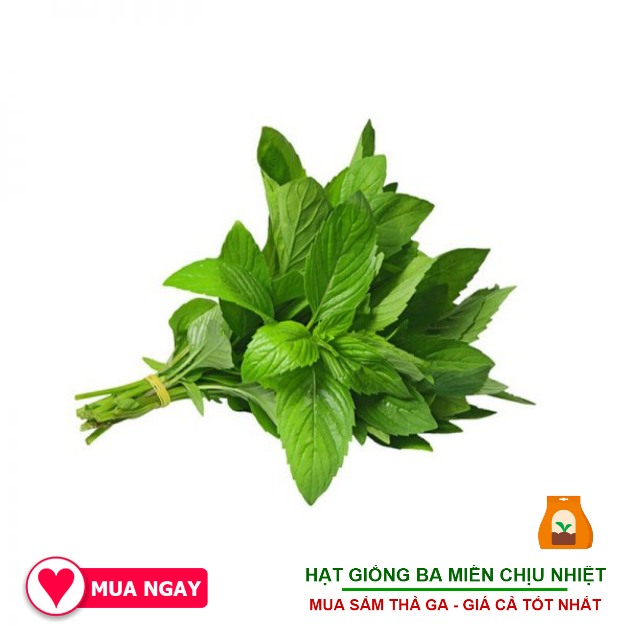 3090 Hạt Trang Nông - Hạt Giống Rau Húng Lủi Tây