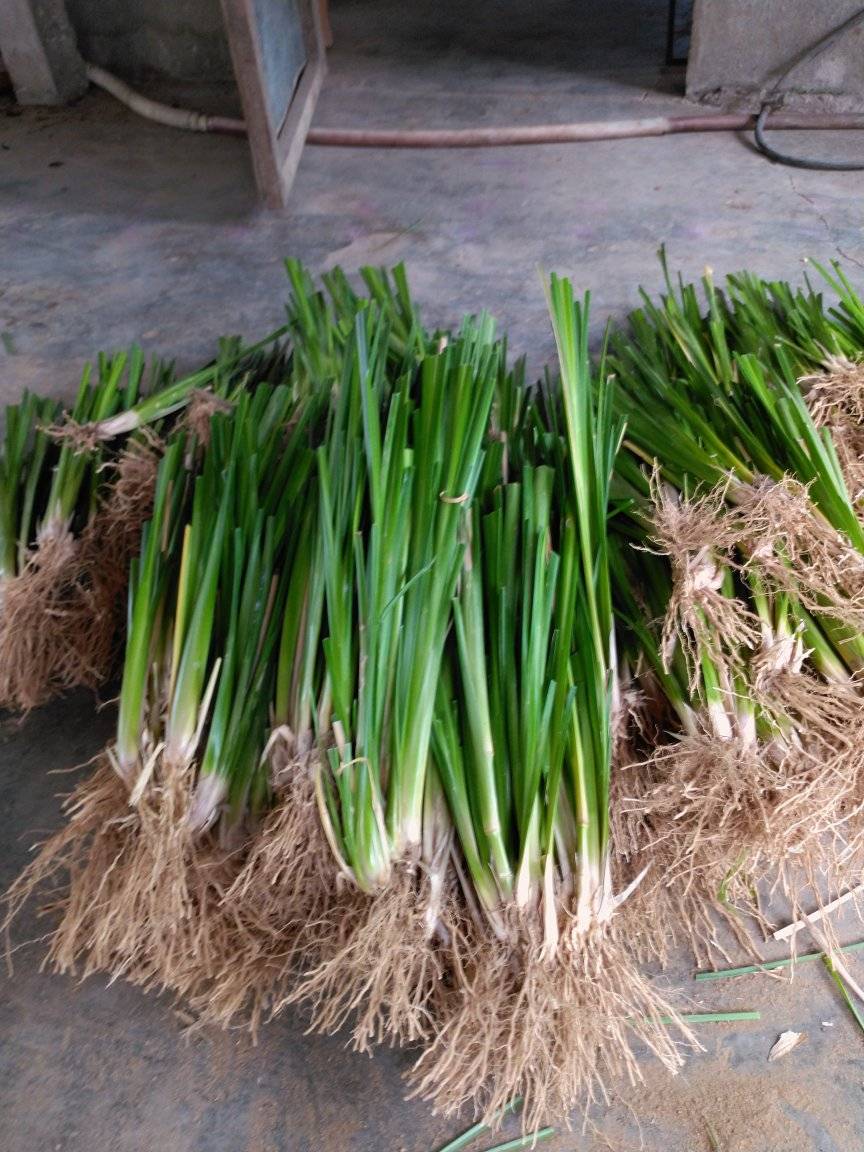 Cỏ giống Vetiver lá mềm combo 500 tép