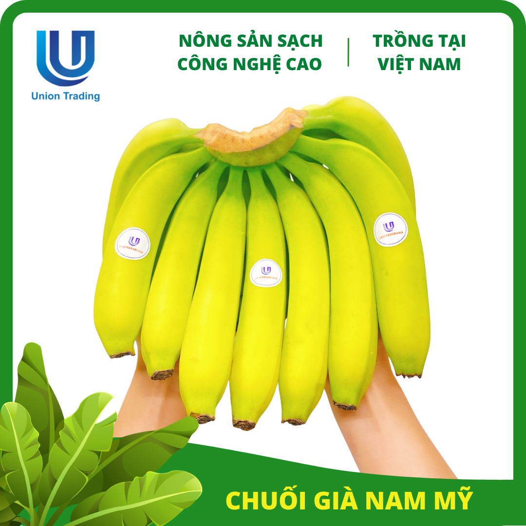 Chuối Tươi Union Trading - Nải 2Kg-2,2Kg - Thơm Dẻo, Giàu Dinh Dưỡng - Trồng Công Nghệ Cao Tại Việt Nam