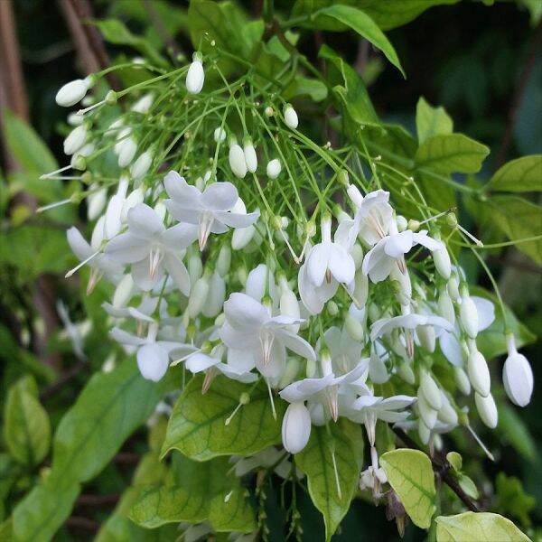 Gói 50 hạt giống cây Mai Chiếu Thủy lá trung, độ nảy mầm cao, dễ trồng