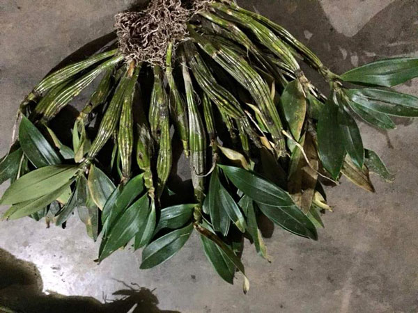 Lan kiều dẹp rễ khỏe ấm chậu