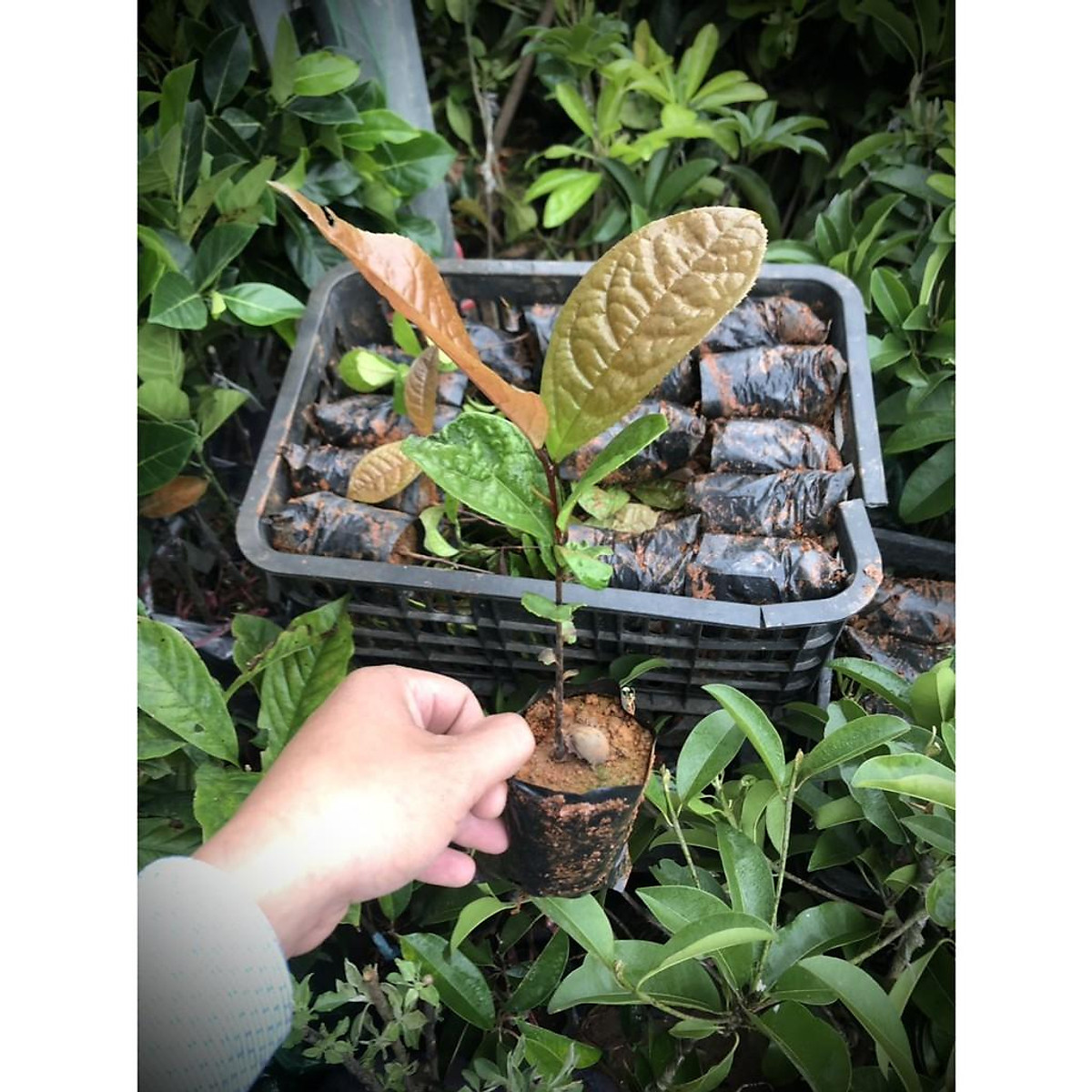 COMBO 3 CÂY TRÀ HOA VÀNG cây giống