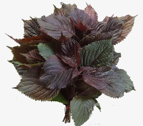 [HCM]Gói 2g hạt giống tía tô