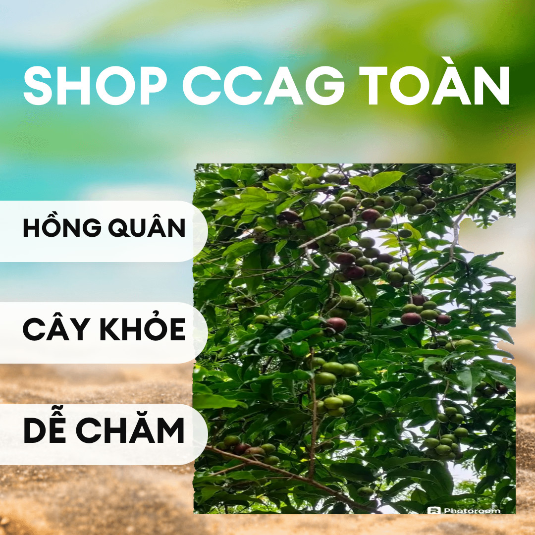 Cây hồng quân. Combo 5 cây. Cây giống nhỏ
