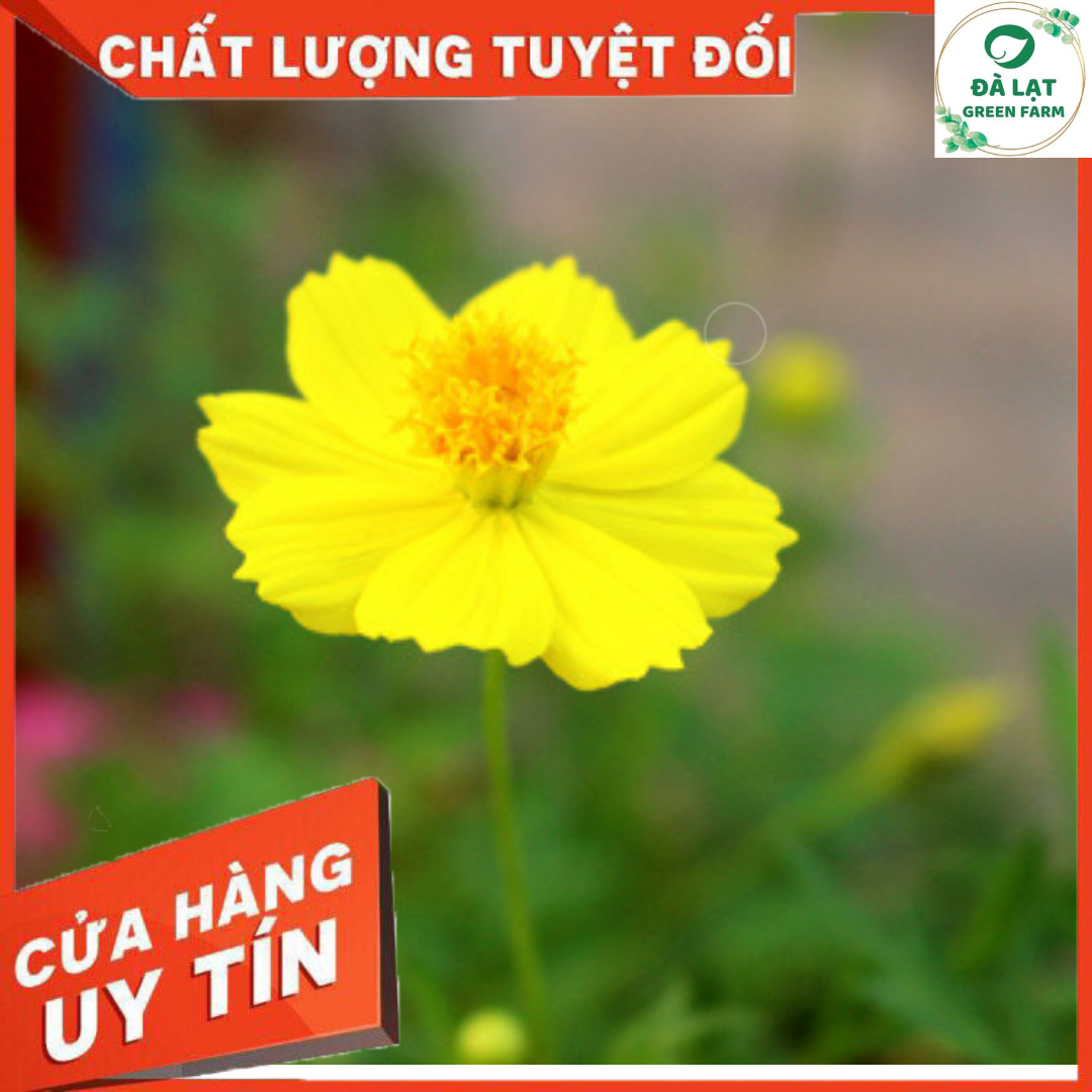 50h_hạt giống hoa cúc sao nhái/ cánh bướm vàng đơn