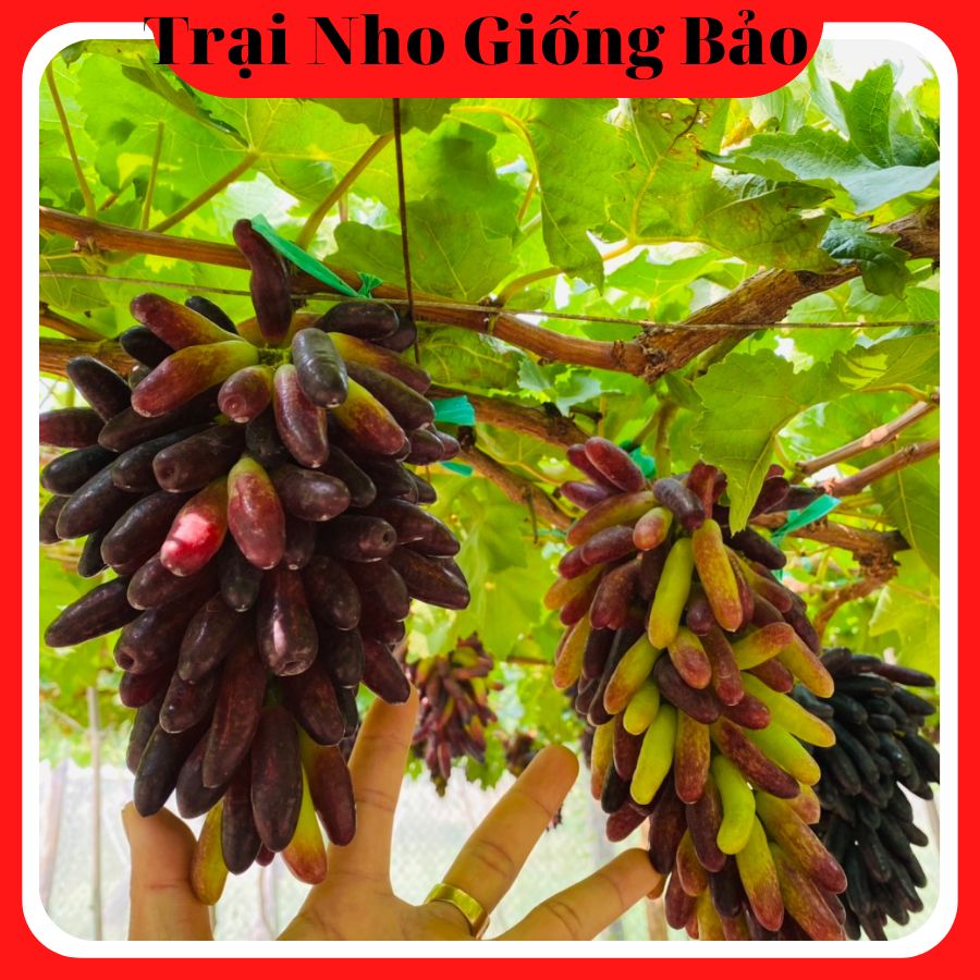 Cây Nho Ngón Tay Đen Úc