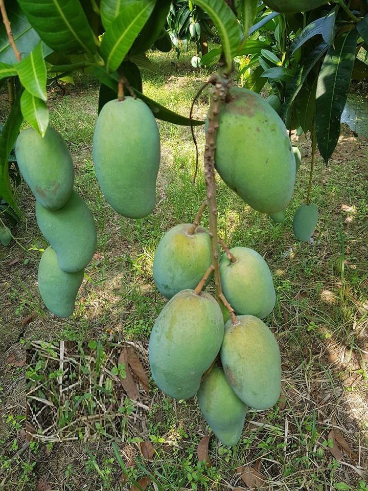 cây giống XOÀI TỨ QUÝ - Giống chuẩn F1 - Siêu sai quả ngon, ngọt