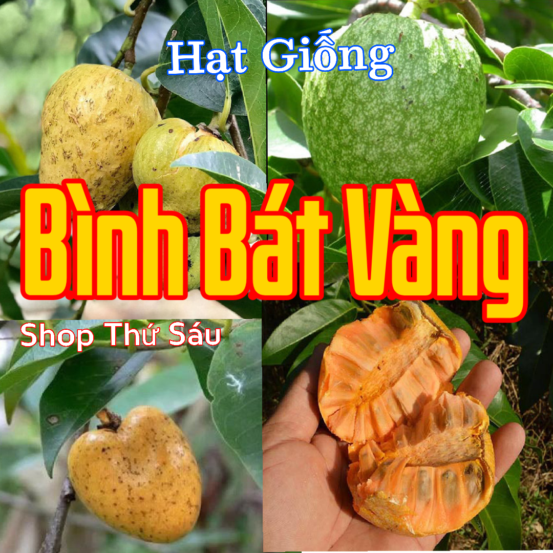 Hạt giống Bình Bát Vàng. (15  hạt-  Nê xiêm, Na xiêm, Bình lê, Na rừng... Annona reticulata. Chống viêm, kháng khuẩn, sát trùng Nhuận tràng, lợi tiểu, an thần, chống trầm cảm Thanh nhiệt, giải độc, làm mát cơ thể,