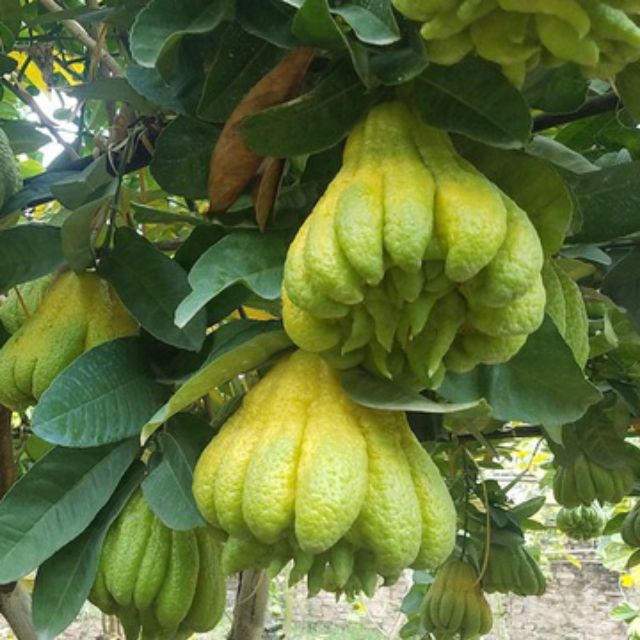 Cây giống phật thủ f1, chất lượng đảm bảo an toàn đến sức khỏe người sử dụng, cam kết hàng đúng mô tả