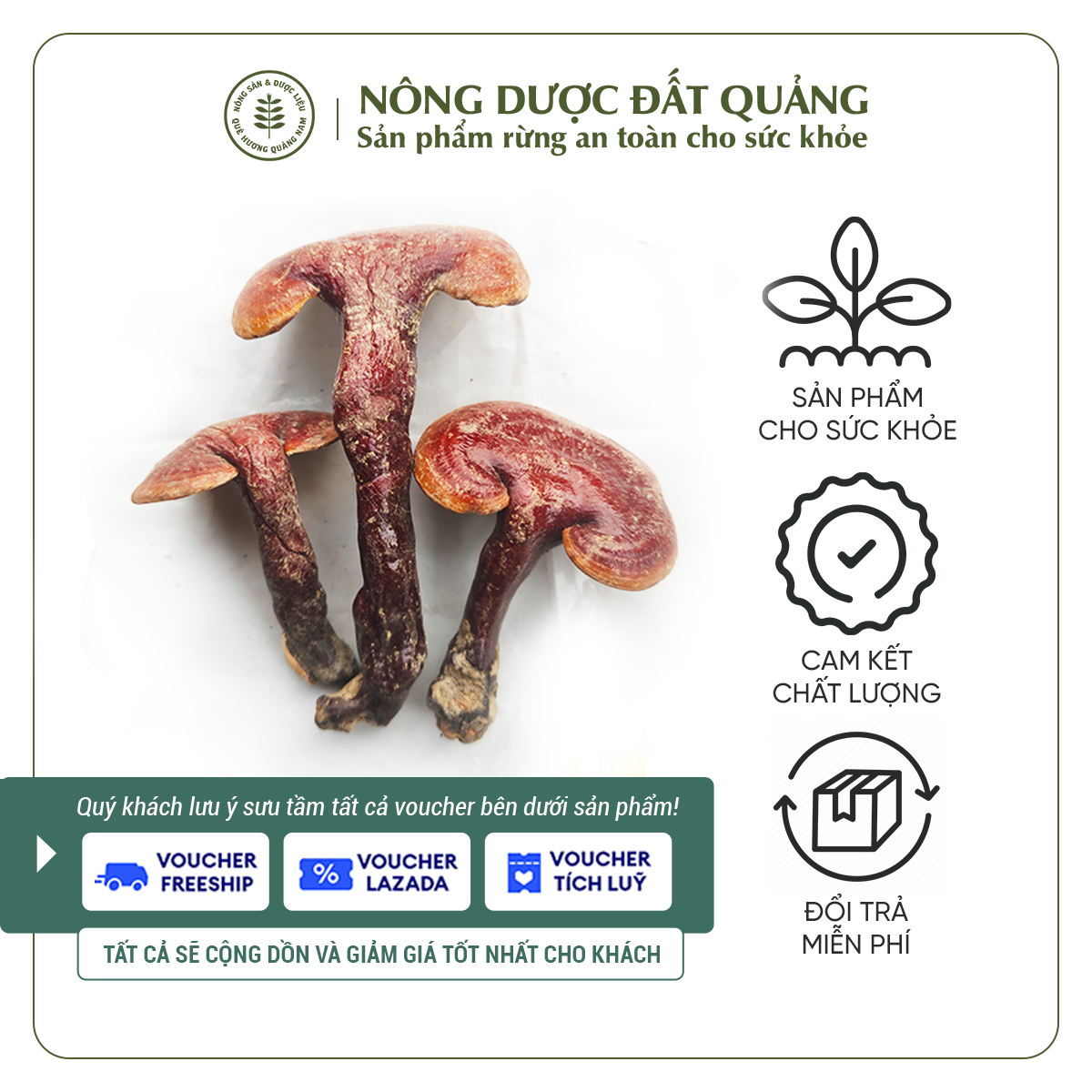 Nấm lim xanh Quảng Nam loại nấm trồng dùng ngâm rượu, nấu nước hỗ trợ phục hồi sức khỏe | túi 500gram