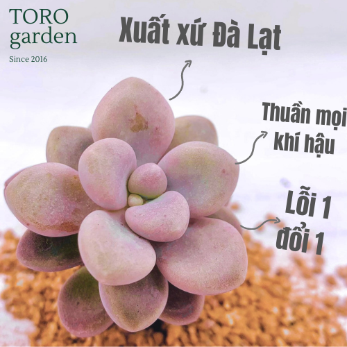 Sen đá sỏi hường size mini lỗi 1 đổi 1