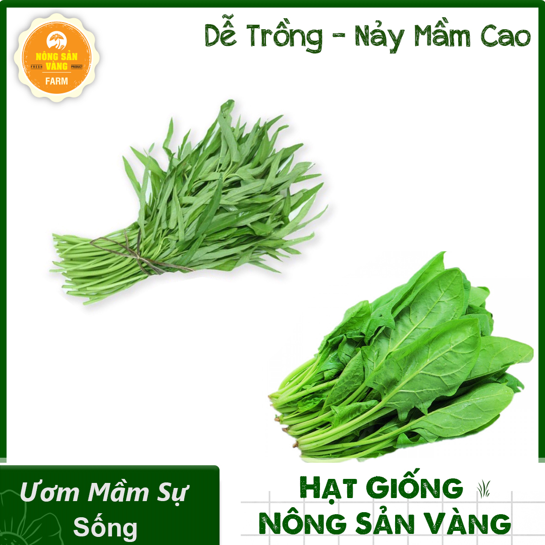 Combo 2 Hạt Giống Rau (Rau Muống Lá Tre - Rau Cải Bó Xôi) Cây Sinh Trưởng Phát Triển Khỏe, Kháng Bệnh Tốt, Trồng Được Quanh Năm - Nông Sản Vàng