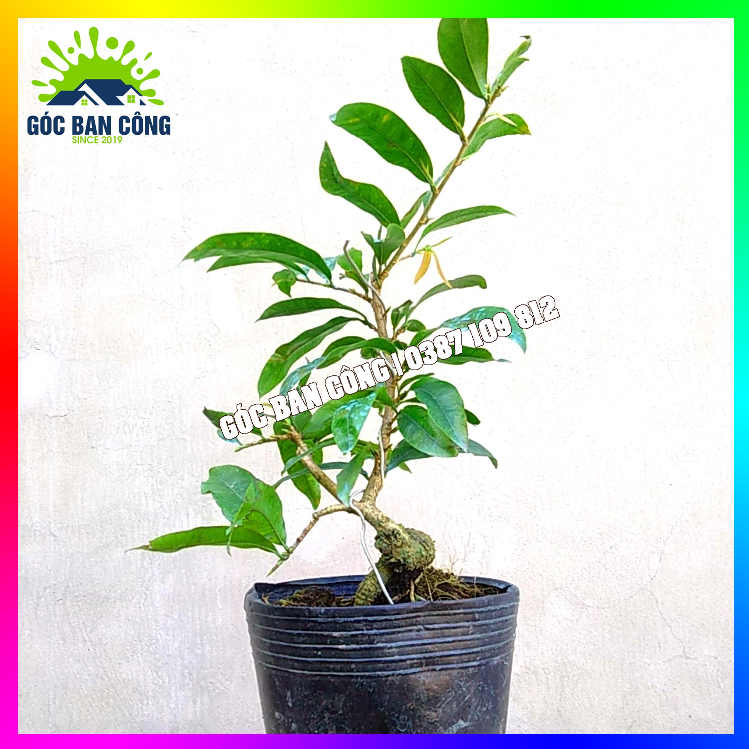 Mai Đại Lộc Bonsai Mini