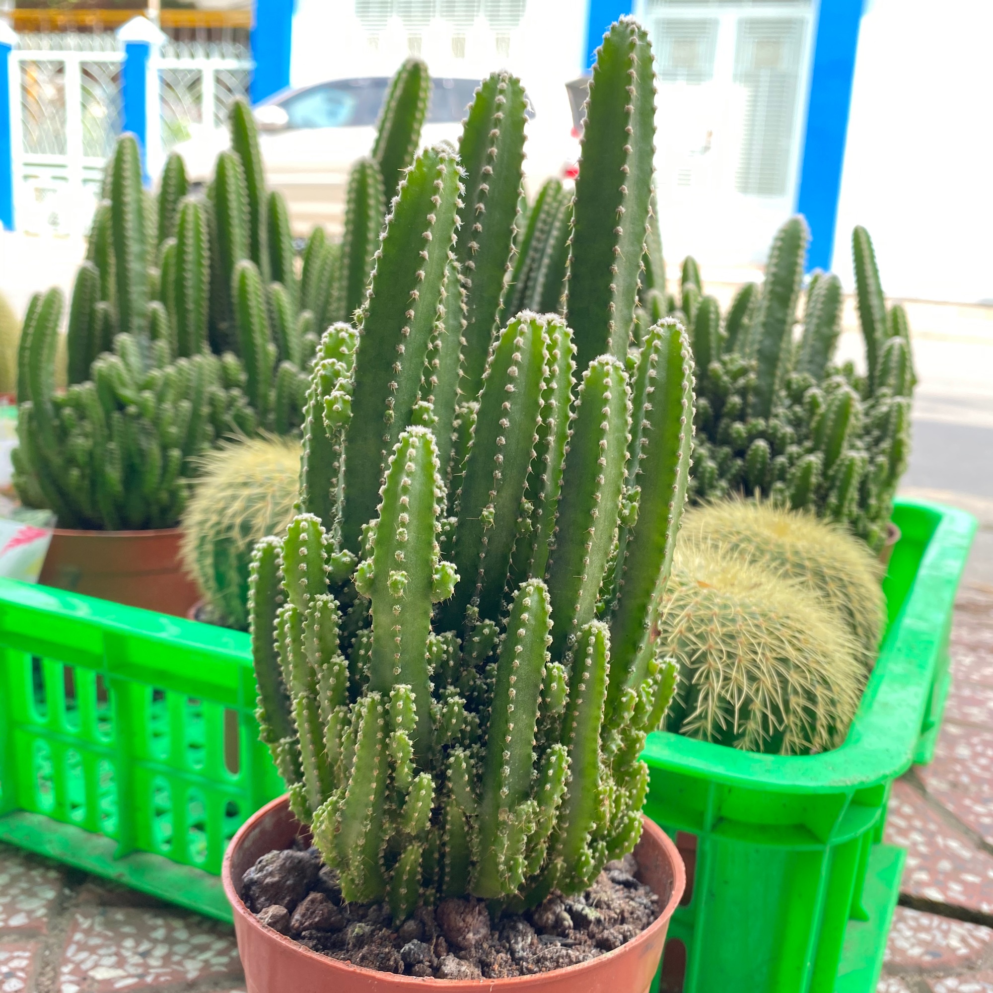 Xương rồng thanh sơn lớn cao 14-17cm