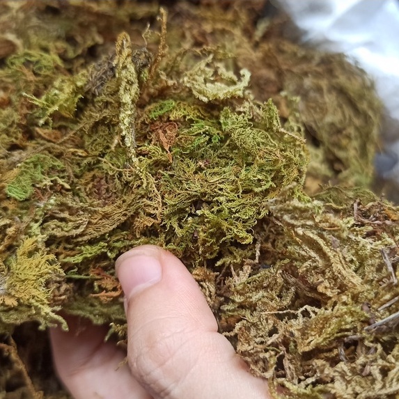 Rêu rừng khô lót nền, thức ăn cho ốc mượn hồn 100gram xanh mướt