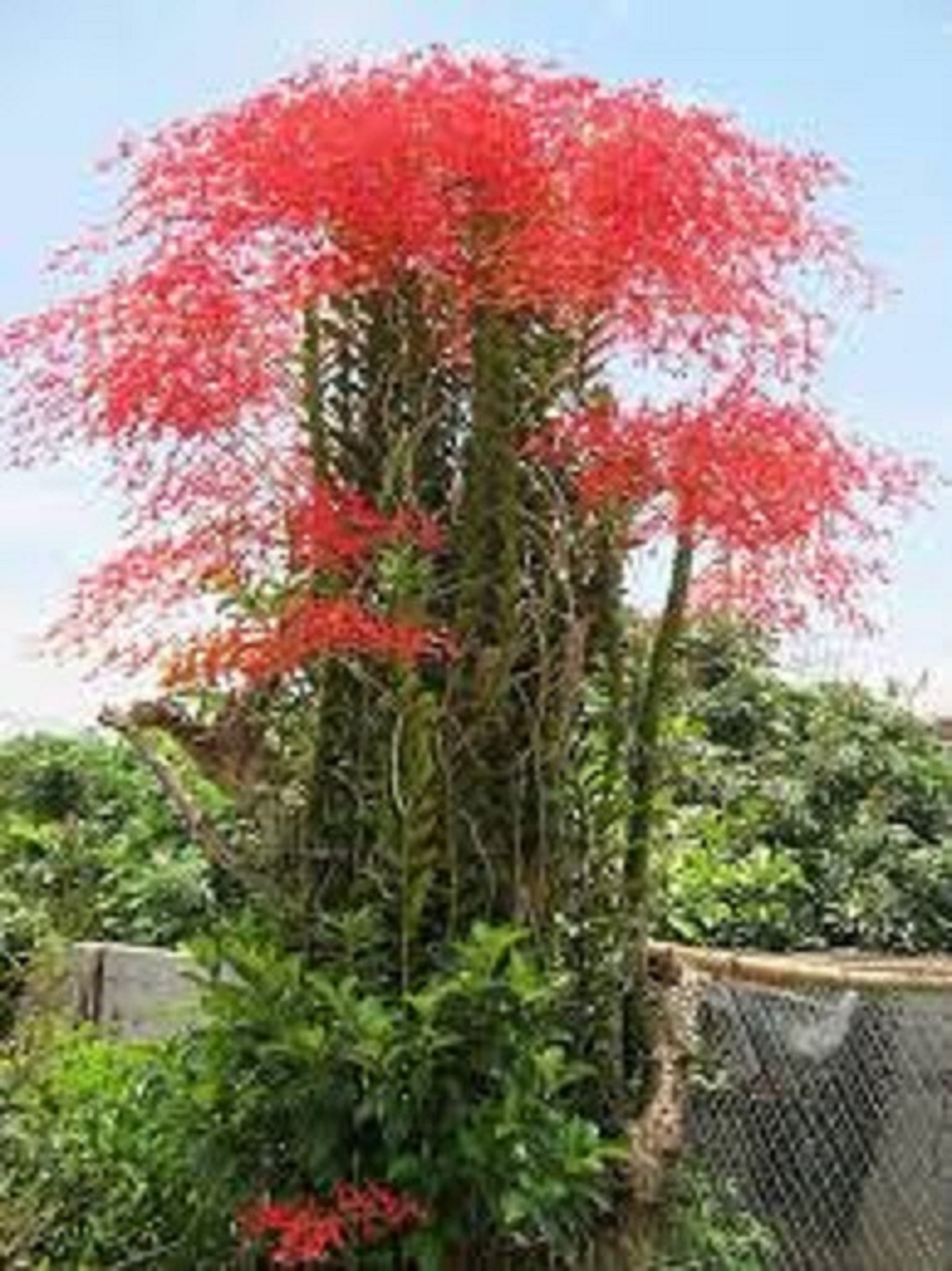 COMBO 10 CÂY GIỐNG LAN PHƯỢNG VỸ ĐỎ