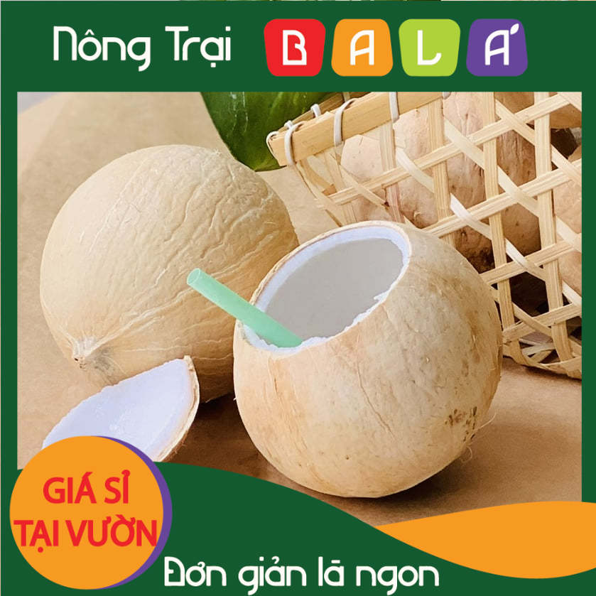 Dừa xiêm cạo trọc bến tre - giao nhanh tp.hcm