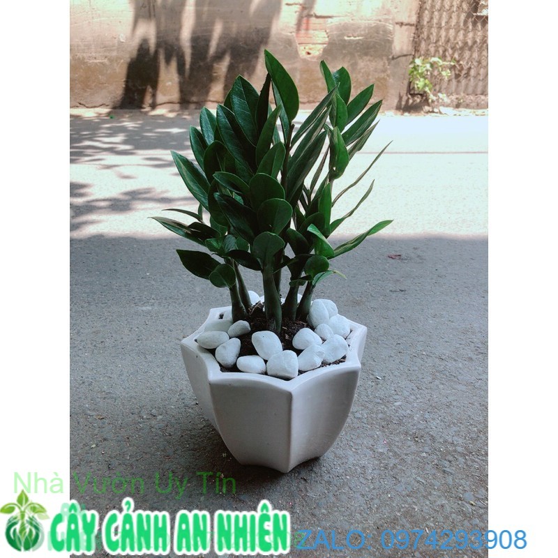 Chậu cây kim tiền