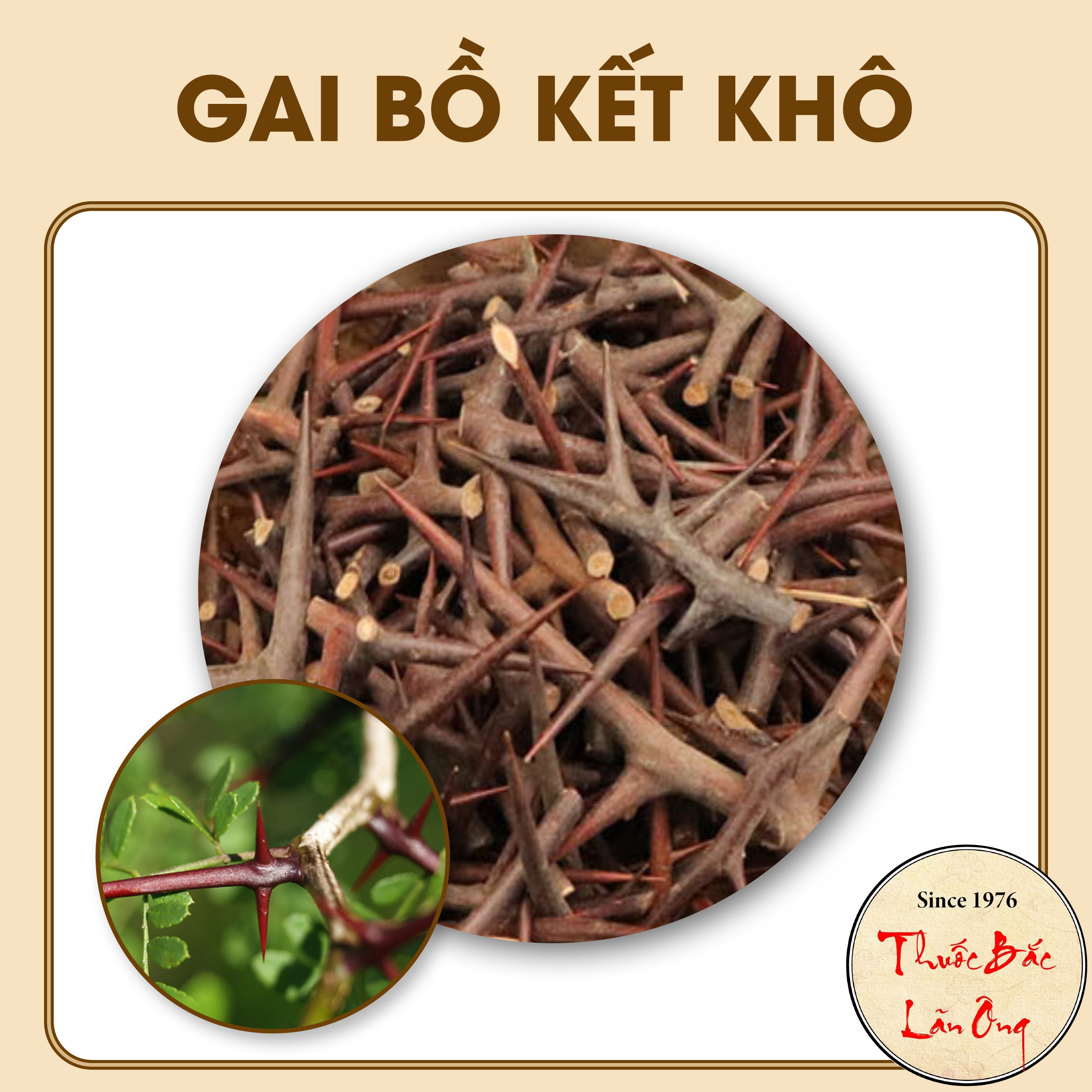 Gai bồ kết khô 1kg