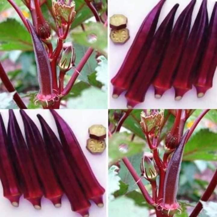 Hạt giống đậu bắp đỏ gói 20 hạt