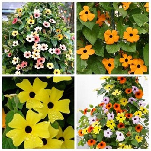 Hạt giống hoa ánh dương f1. túi 4 hạt. chất lượng cao .