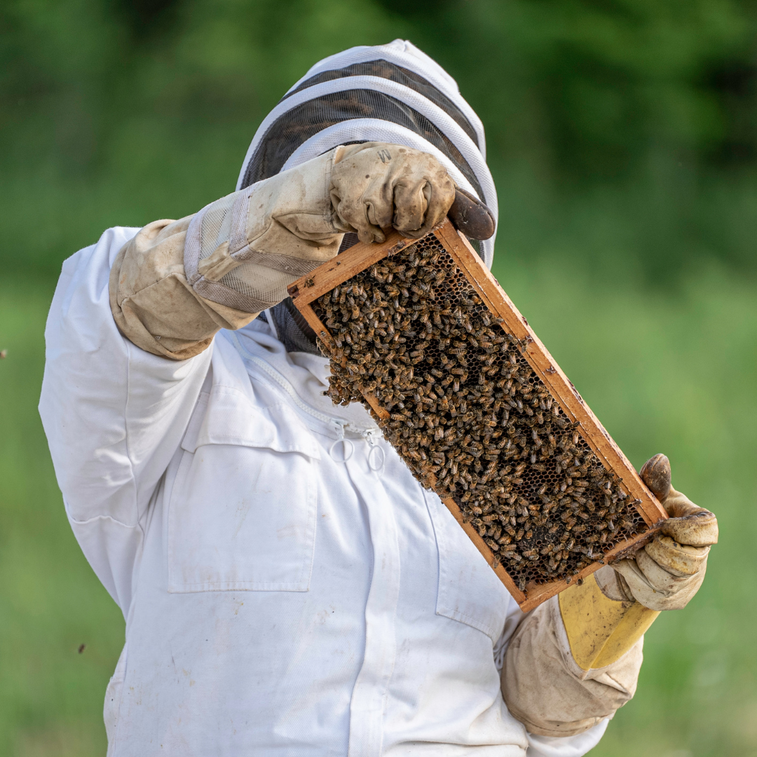 [combo] 3 lọ mật ong rừng nguyên chất tự nhiên hoa cà phê 500ml siêu tiết kiệm cho gia đình 6