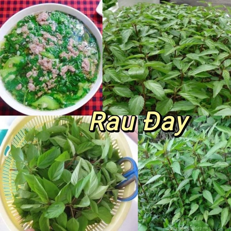 Hạt giống rau đay đỏ dể trồng -gói 20 gam