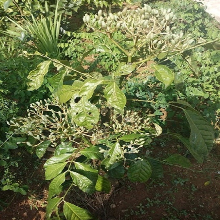 CÂY GIỐNG CÂY HÚNG VỊT ( CÂY CHANH CHÓ, CÂY THÁI GẤU ,CÂY HÚNG RỪNG ) - CAM KẾT GIỐNG CHUẨN F1