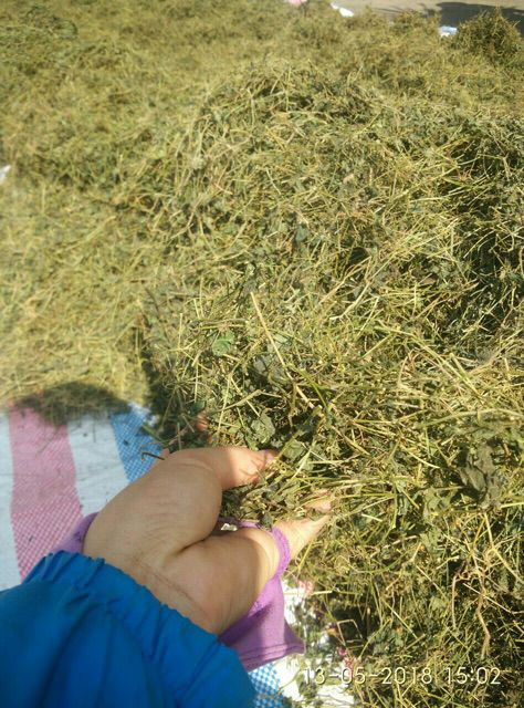 Giảo Cổ Lam 5 lá Hoà Bình -Đặc sản Hòa Bình 28