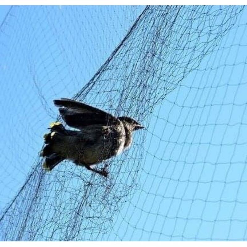 Lưới tàng hình bẫy chim chào mào siêu nhạy, Sợi lưới 11mm, mắt lưới 4cm, cao 5m. Phụ kiện lồng chim Quang Tuân