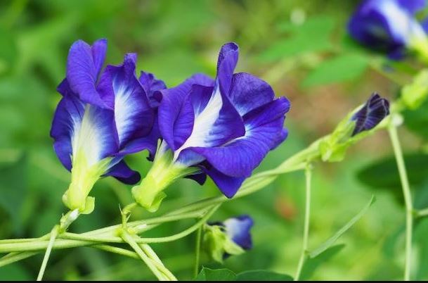 hạt giống hoa đậu biết gói 2 gram