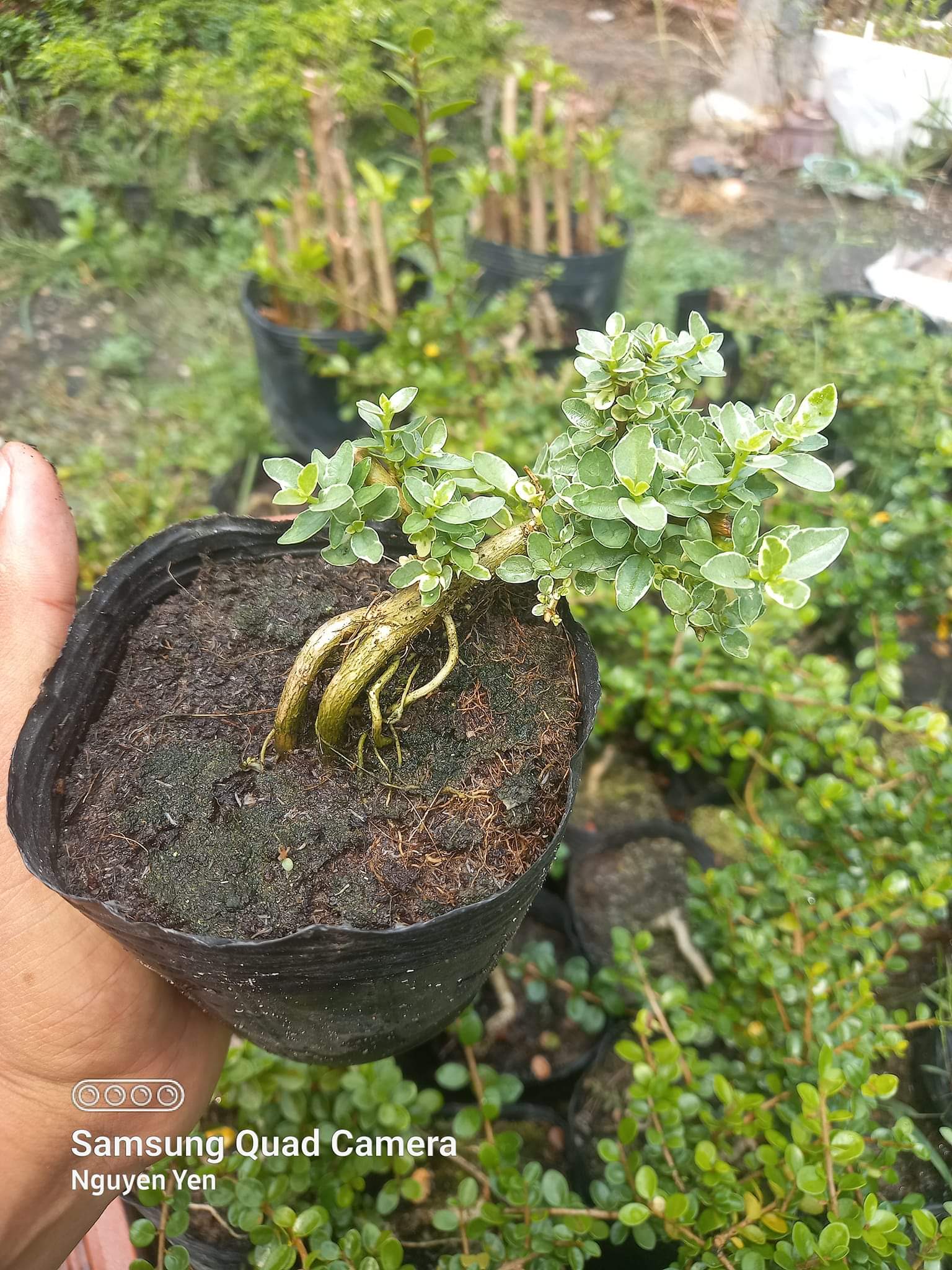 Sam hương cẩm thạch bonsai mini làm terrarium, bán cạn, tiểu cảnh, bonsai mini mô hình.