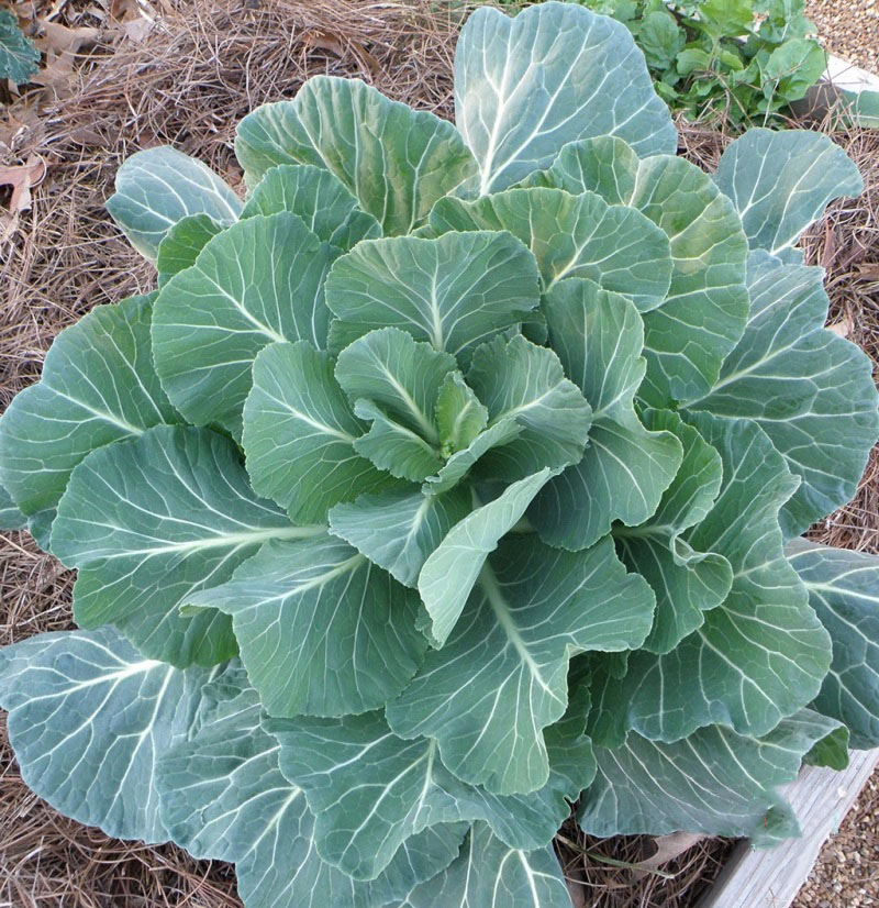 Hạt giống cải làn - cải rổ PSV75 | Phởms Market