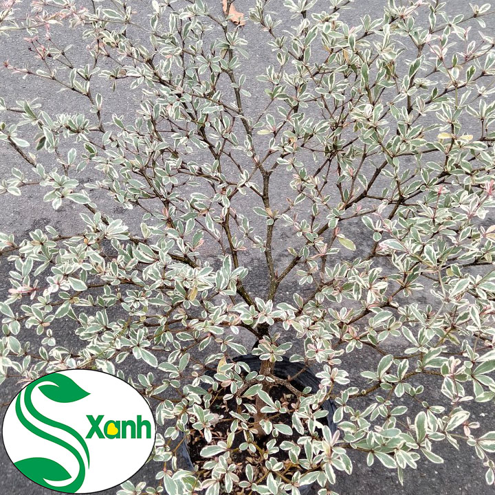 Cây bàng cẩm thạch đài loan