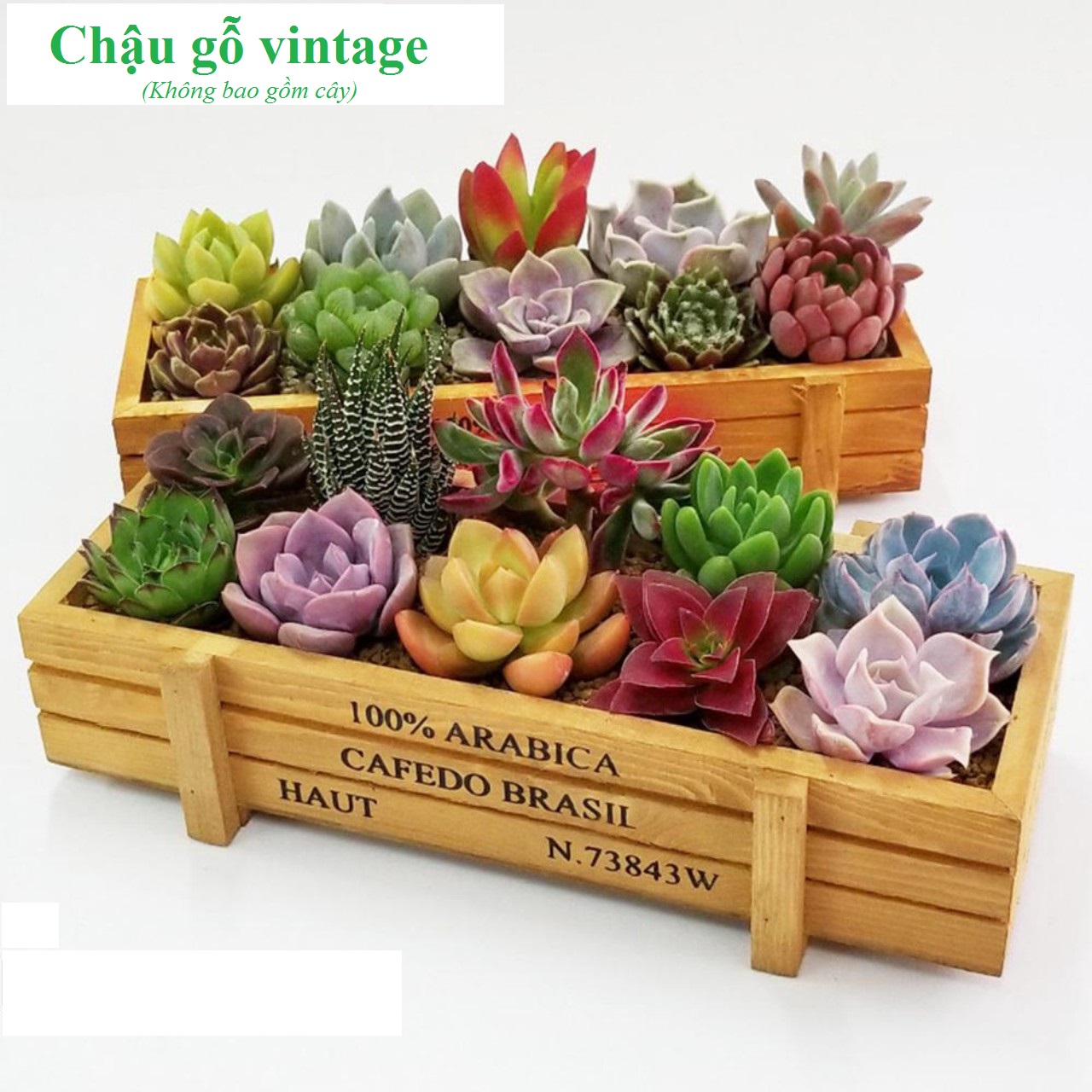 Chậu gỗ trồng cây in chữ vintage (Chậu không bao gồm cây) kích thước 22,5x8,5x4,7cm trồng sen đá xương rồng cây mini trang trí terrarium