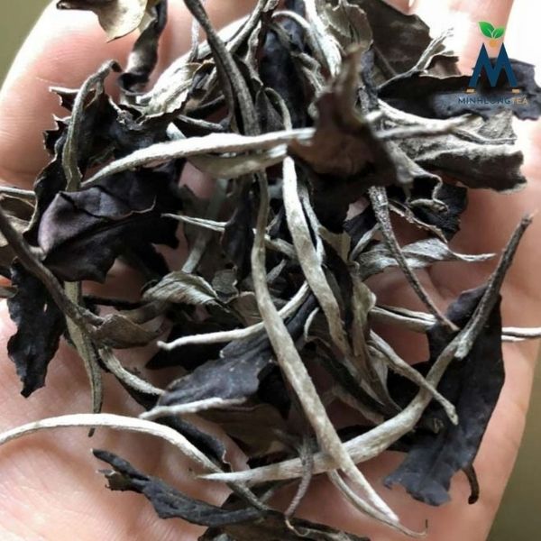 Trà Bạch tiên mẫu đơn - Trà Shan tuyết cổ thụ