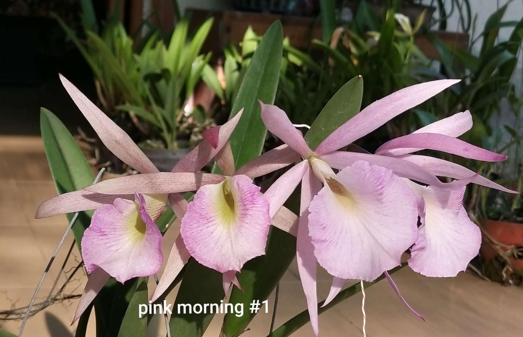 Brassavola gieo hạt hoa ngẫu nhiên. cây giống gần ra hoa. 2 cây 99k.