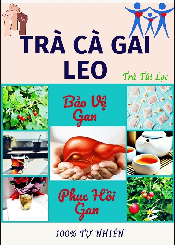 TRÀ CÀ GAI LEO,  Bảo Vệ Gan, Phục Hồi Gan , Giải Bia Rượu - 40 Túi Lọc, Trà Đông Y Việt