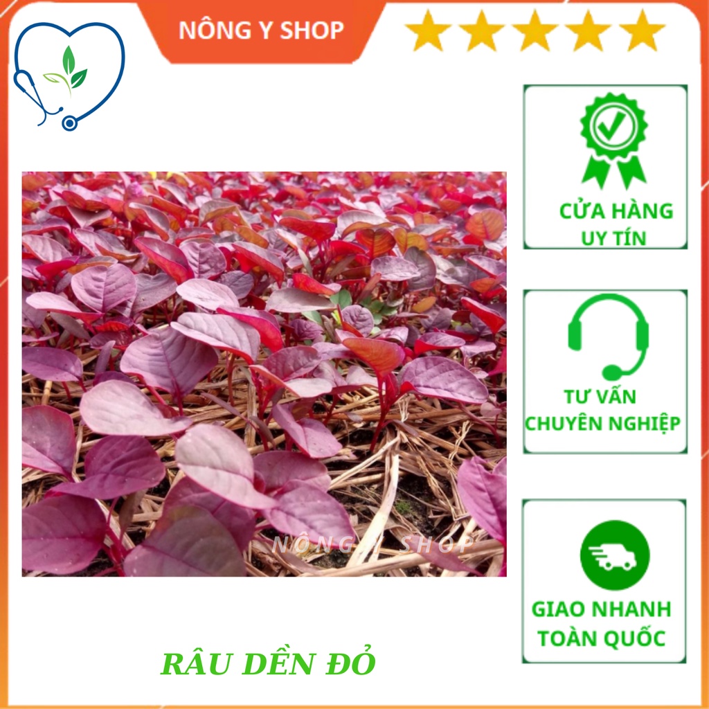 - hạt giống rau dền đỏ rạng đông rado 15