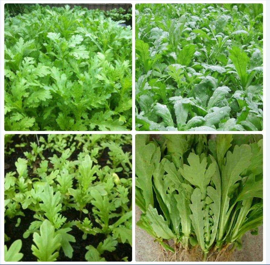 Hạt giống rau cải cúc tẻ -Gói 20gram-nãy mầm đều