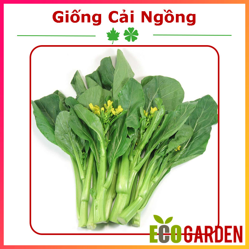 Hạt Giống Cải Ngọt Bông (Cải Ngồng) (ECO.279)