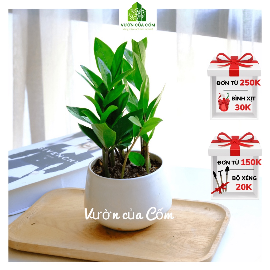 Cây kim tiền để bàn kèm chậu gốm sứ trắng . Cây phong thủy mang tài lộc , may mắn cho gia chủ . Món quà tặng ý nghĩa