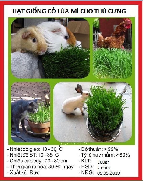 "Gói 100Gram "Hạt giống cỏ lúa mì lúa mạch